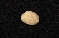 藏品(小眼花簾蛤)的圖片